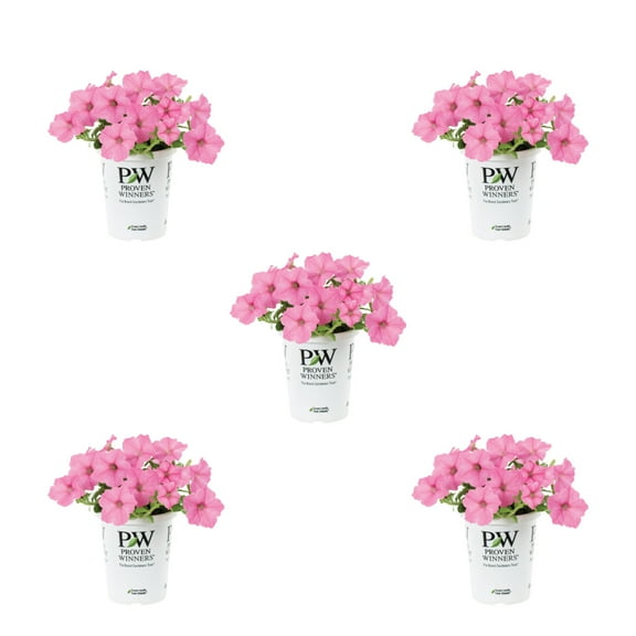 Proven Winners 1.5PT Pink Petunia Live Annual Plant Sun 5-Pack