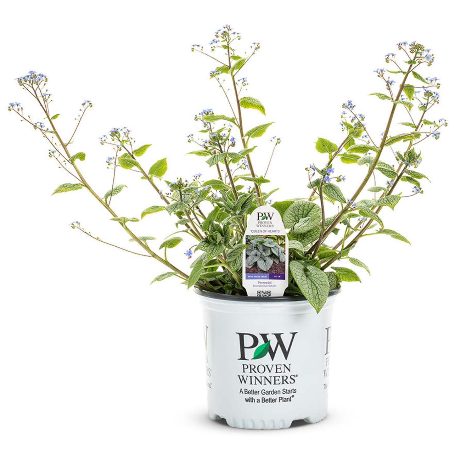 Proven Winners 6" 'Queen of Hearts' Heartleaf Brunnera Live Plant in 7.5" Pot