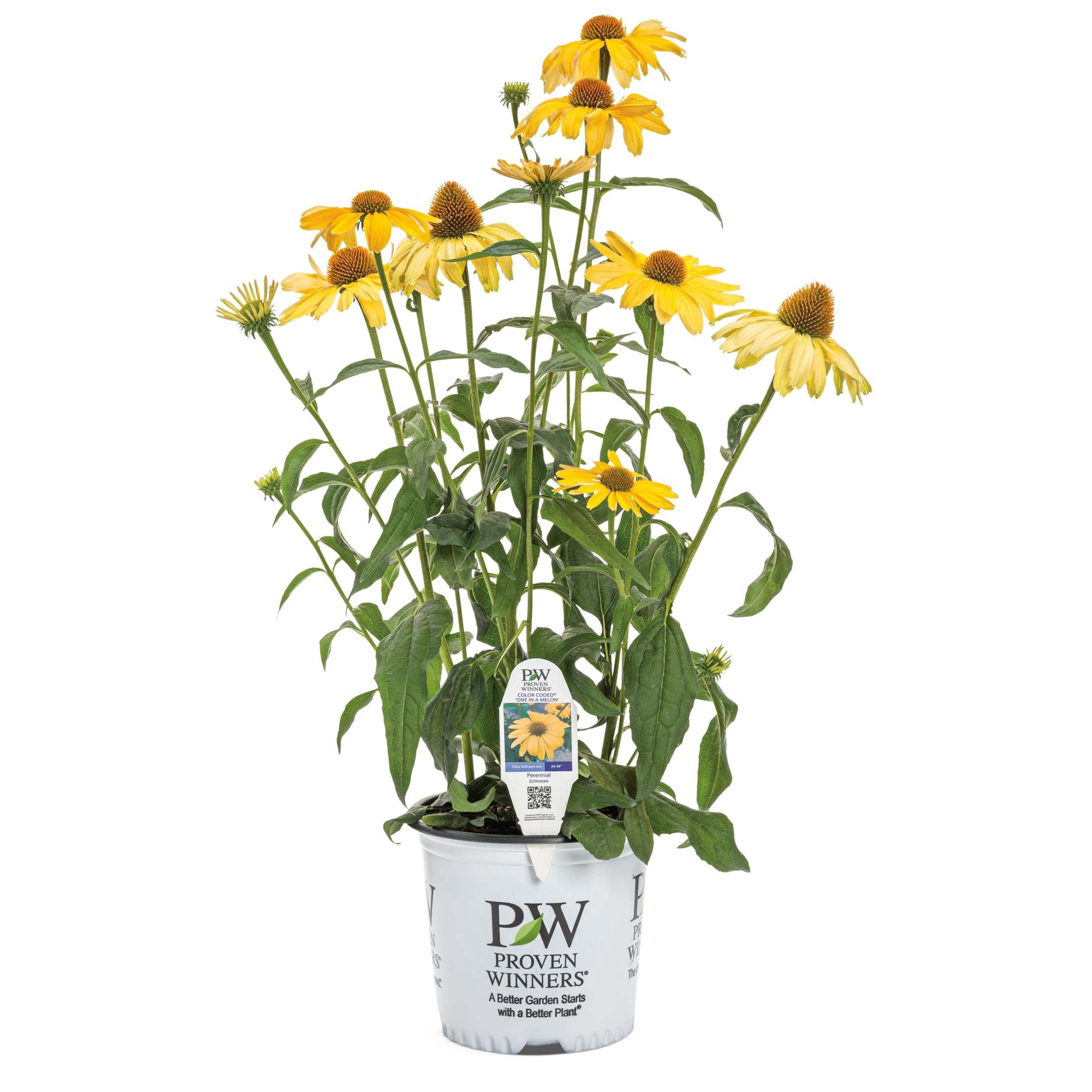 Proven Winners 6" Orange Color Coded 'One in a Melon' Coneflower Live Plant in 7.5" Pot