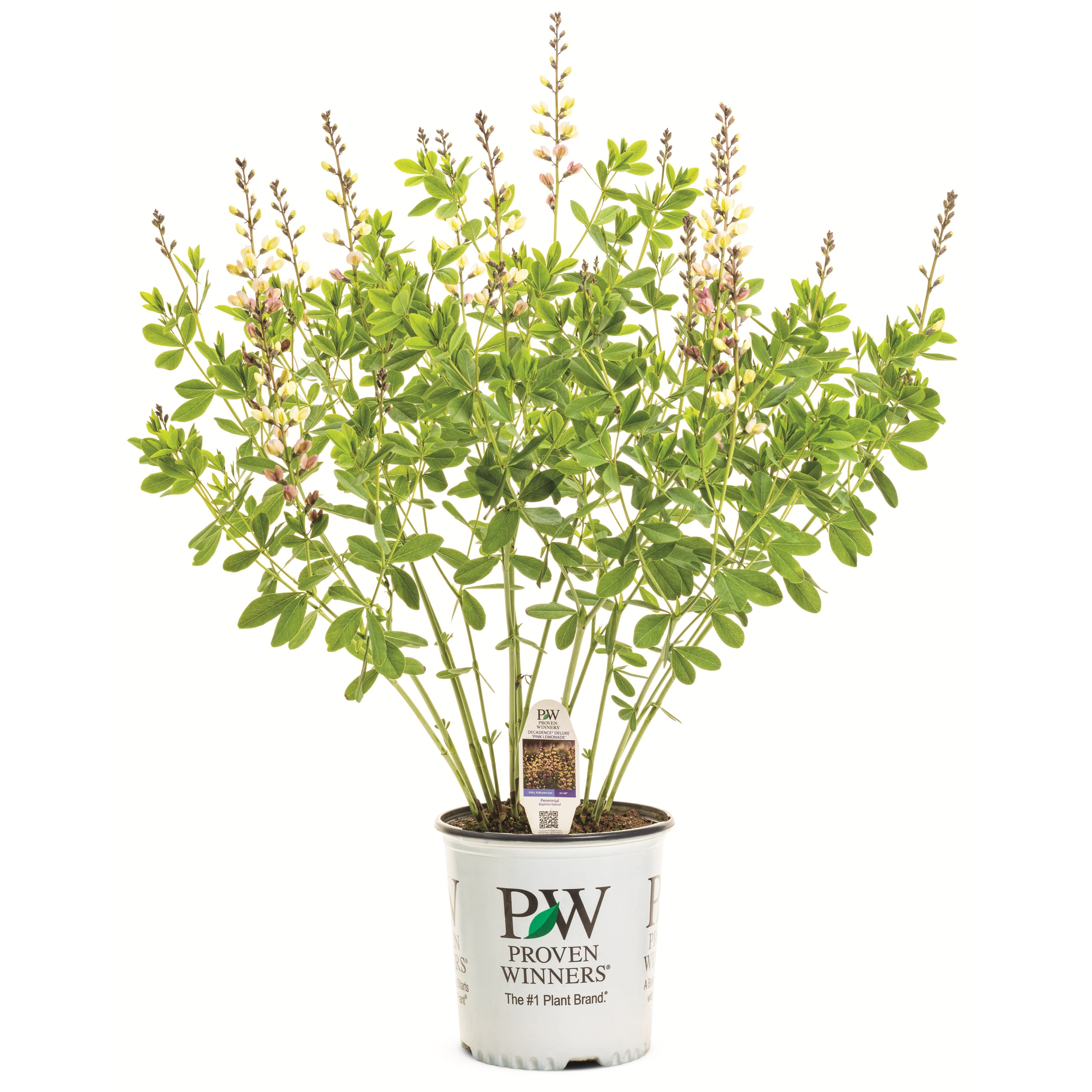 Proven Winners 1 Gallon, Decadence Deluxe 'Pink Lemonade' False Indigo (Baptisia), Live Plant, Pink and Yellow Flowers 1 Pack
