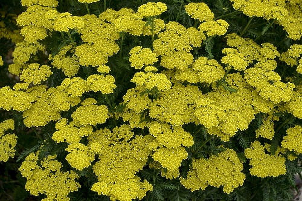 Bright Yellow Achillea Hybrid Outdoor Plant in 1-Gallon Pot