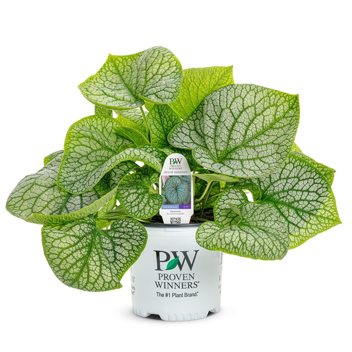 Proven Winners 6" Gray 'Jack of Diamonds' Heartleaf Brunnera Live Plant in 7.5" Pot