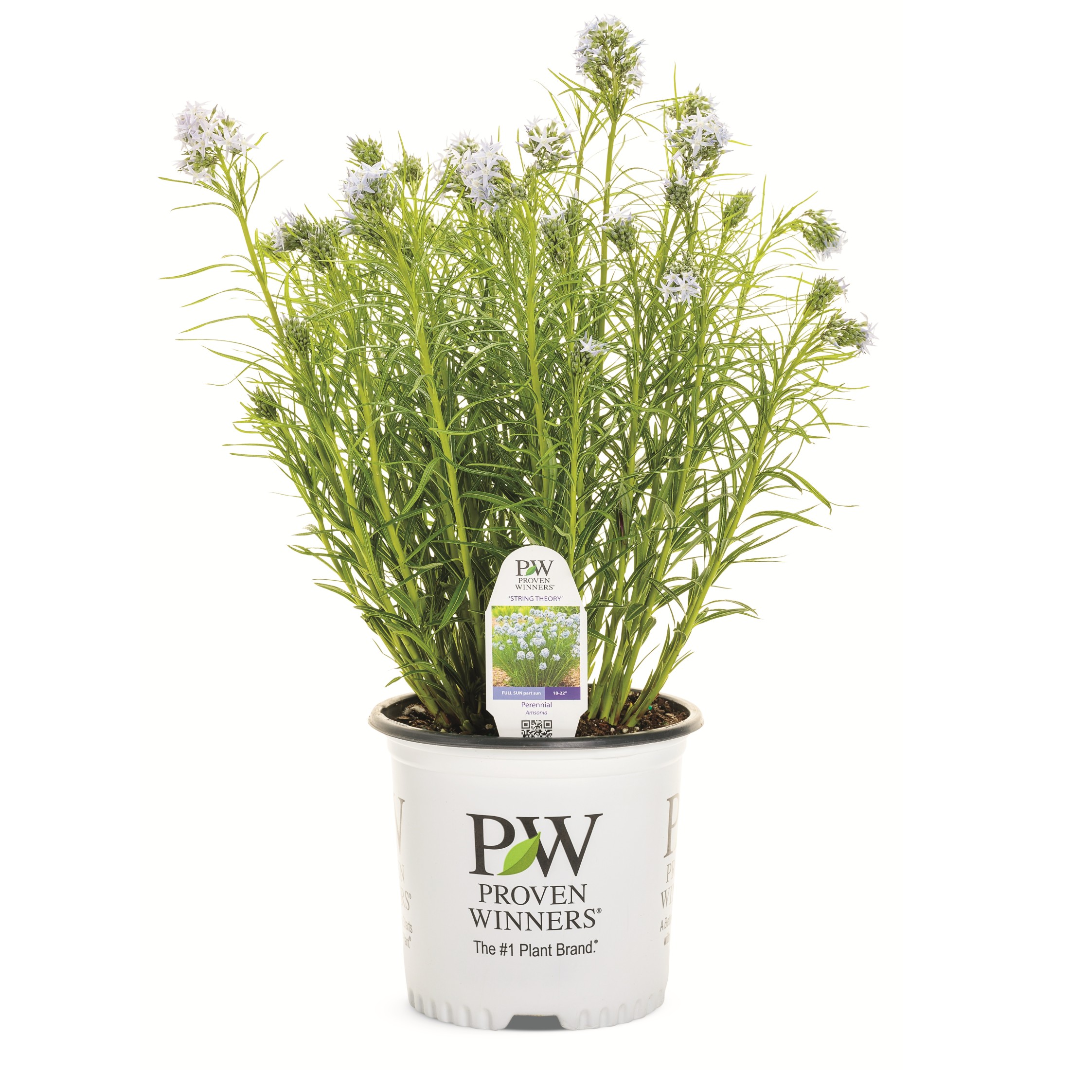 Proven Winners 6" Blue 'String Theory' Bluestar Live Plant in 7.5" Pot