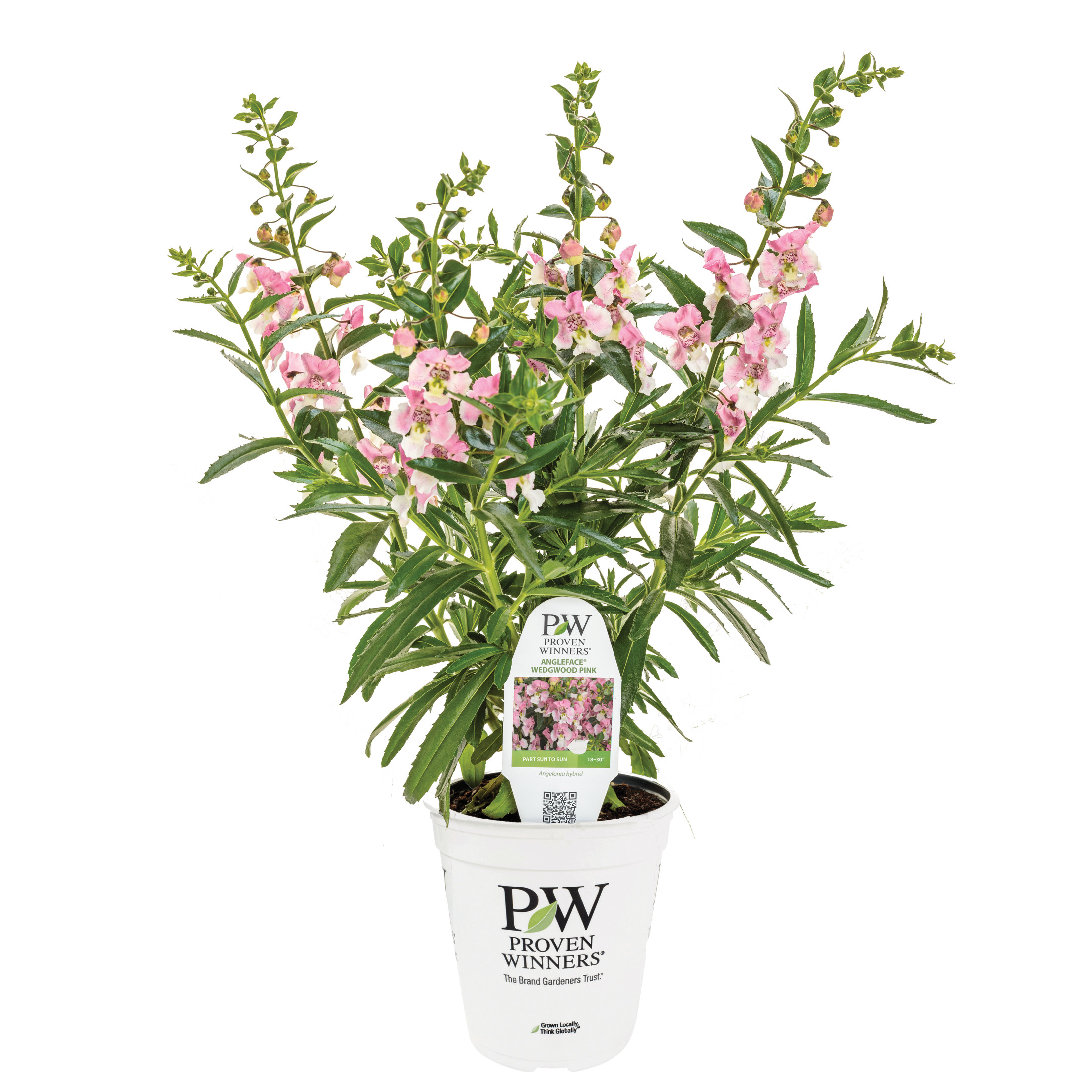 Proven Winners 8" Angelface Wedgewood Pink Summer Snapdragon Live Plant in 6.5" Pot