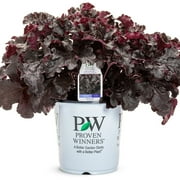 Proven Winners 10" Black Dolce 'Evening Gown' Coral Bells (Heuchera hybrid) Perennial Live Plant in 6.5" Pot