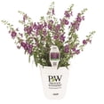 thumbnail image 1 of Proven Winners 8"  Angelface Blue Summer Snapdragon Live Plant in 6.5" Pot, 1 of 10
