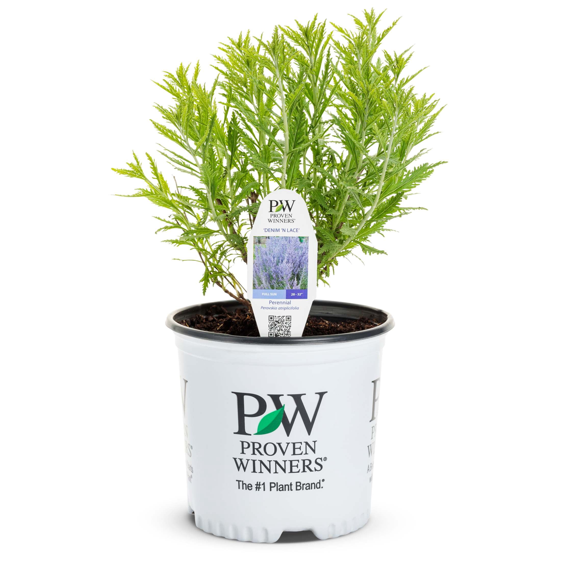 Proven Winners 6" Blue 'Denim 'n Lace' Russian Sage Live Plant in 6.5" Pot