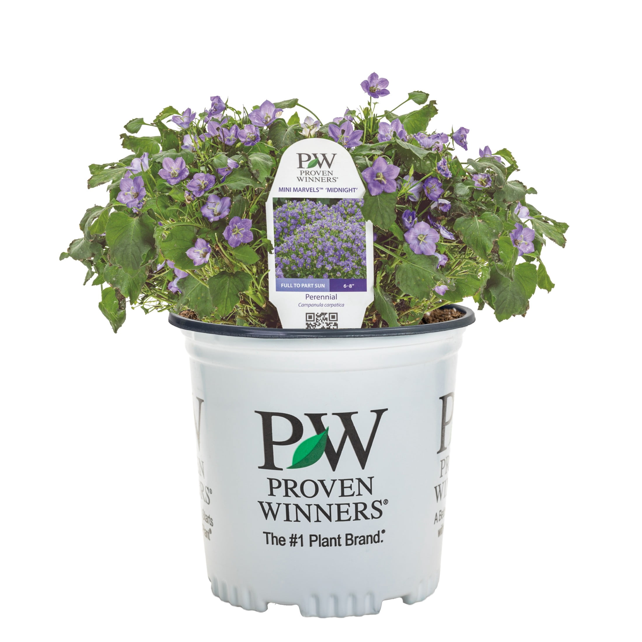 Proven Winners 6" Blue Mini Marvels Midnight Carpathian Bellflower Live Plant in 6.5" Pot