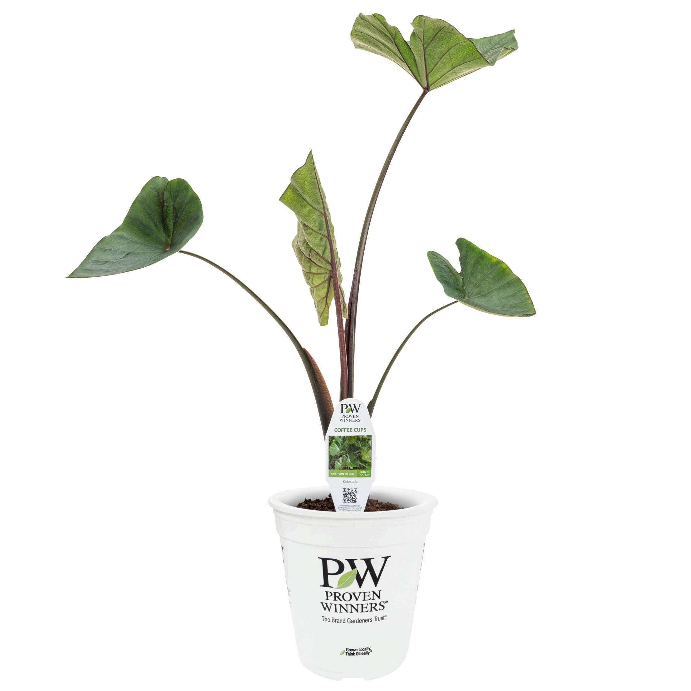 Proven Winners 8" Island Giants Coffee Cups Elephant Ear Live Plant in 6.5" Pot