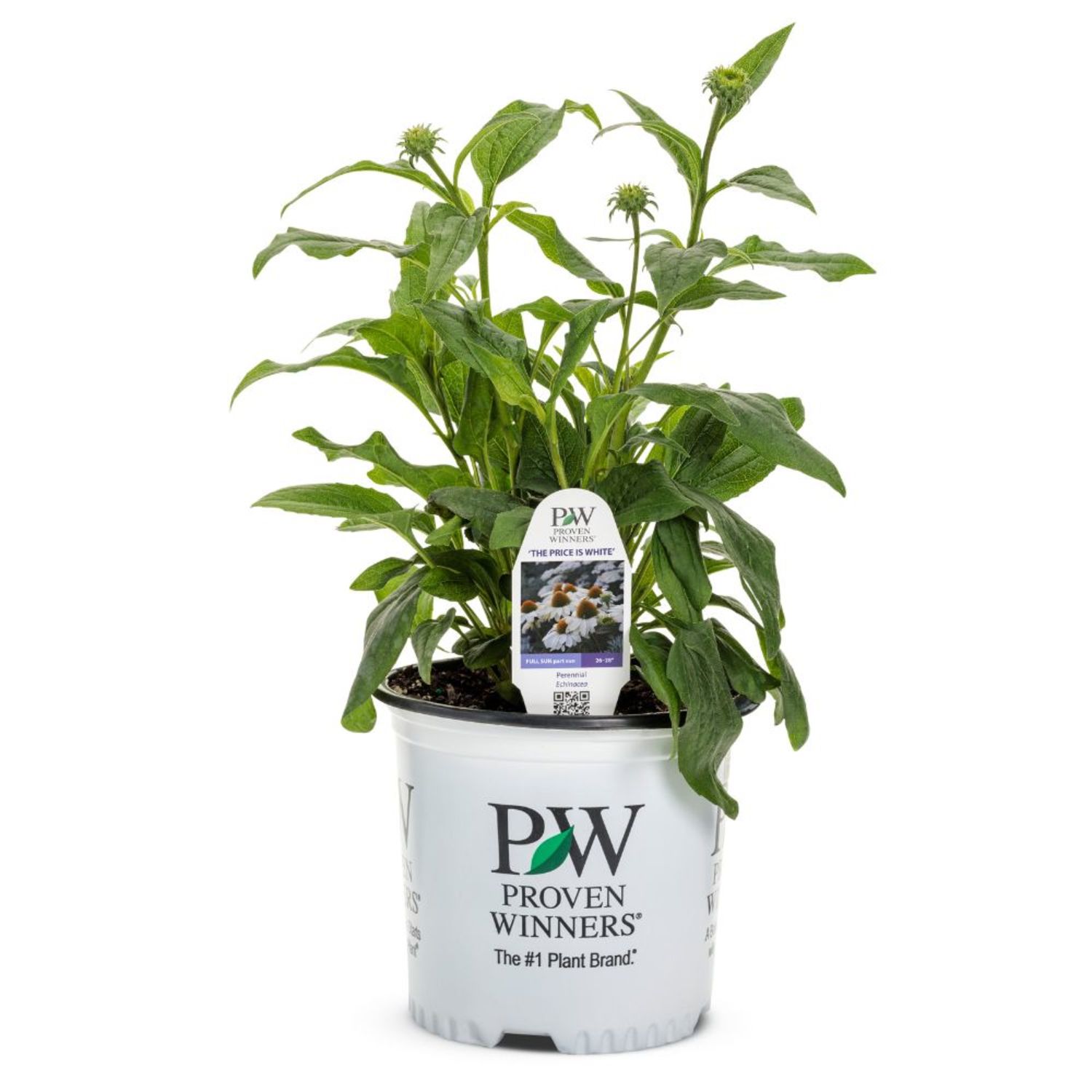Proven Winners 6" Color Coded 'The Price is White' Coneflower Live Plant in 6.5" Pot