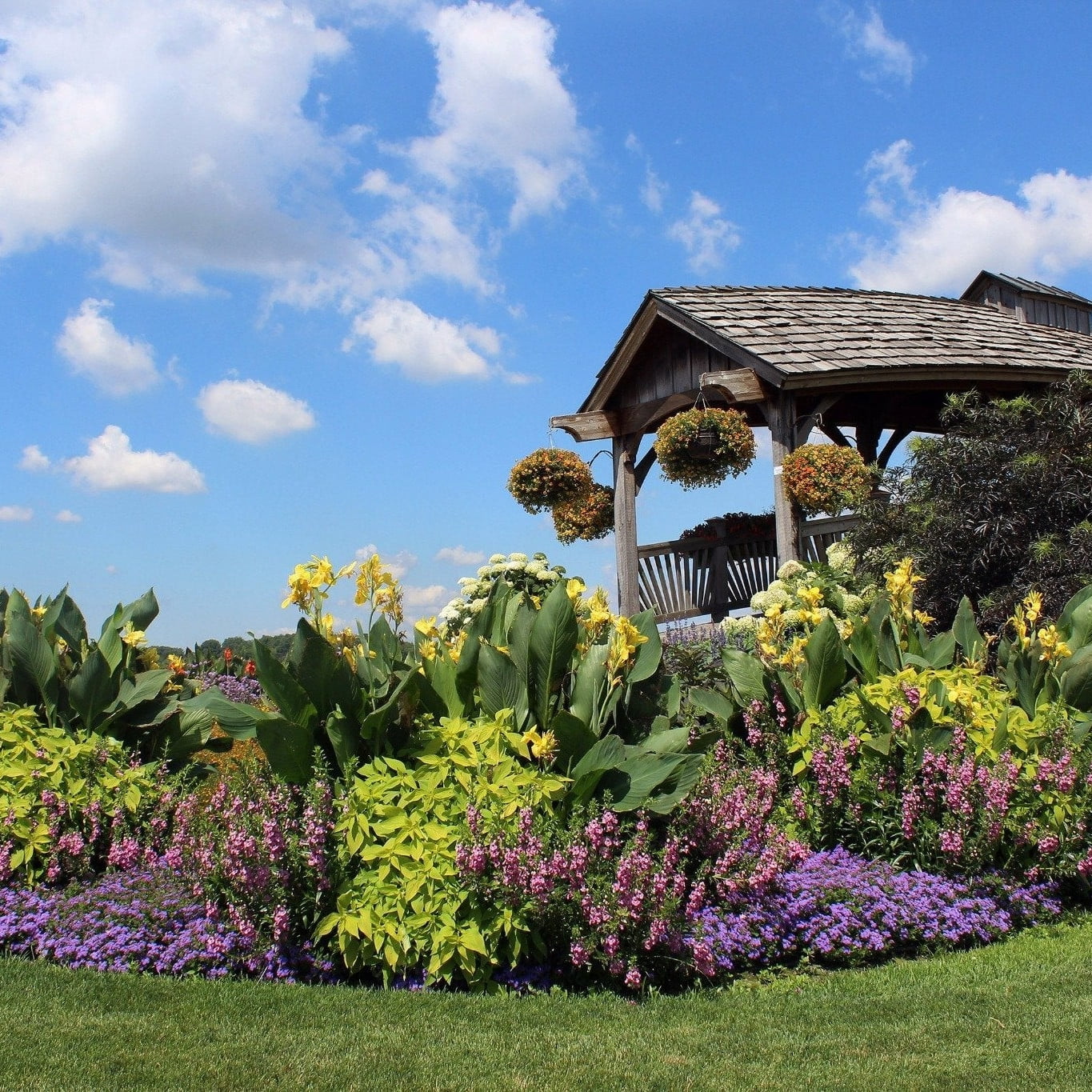 Proven Winners 10" ColorBlaze Lime Time Coleus (Coleus scutellarioides) Annual Live Plant in 7" Pot