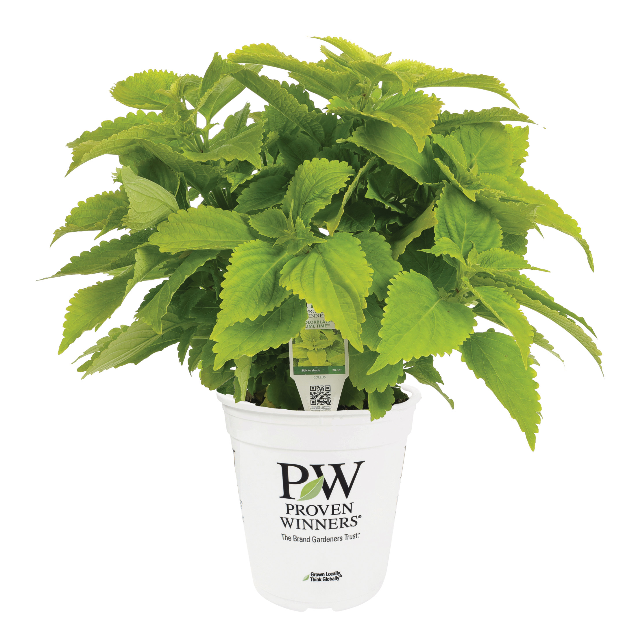 Proven Winners 8" ColorBlaze Lime Time Coleus Live Plant in 6.5" Pot