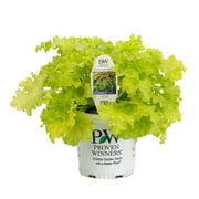 Proven Winners 10" Dolce 'Apple Twist' Coral Bells (Heuchera hybrid) Perennial Live Plant in 6.5" Pot