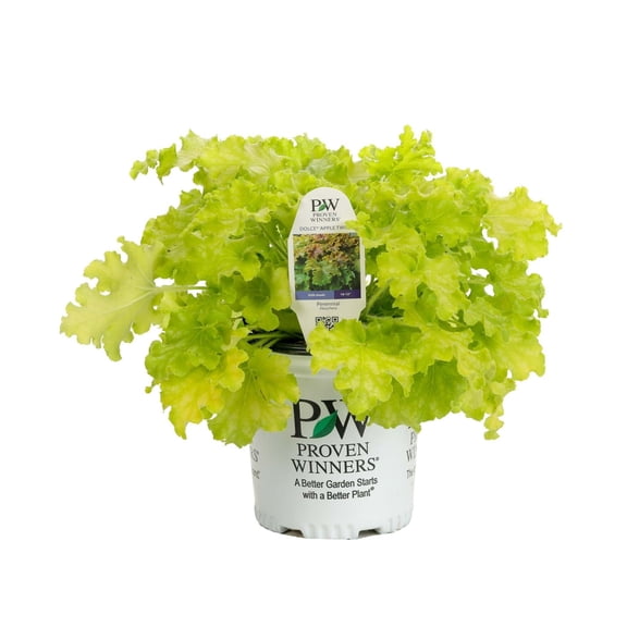 Proven Winners 6" Yellow Dolce 'Apple Twist' Coral Bells Live Plant in 6.5" Pot
