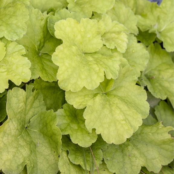 Proven Winners 6" Yellow Dolce 'Pistachio Ambrosia' Coral Bells Live Plant in 6.5" Pot
