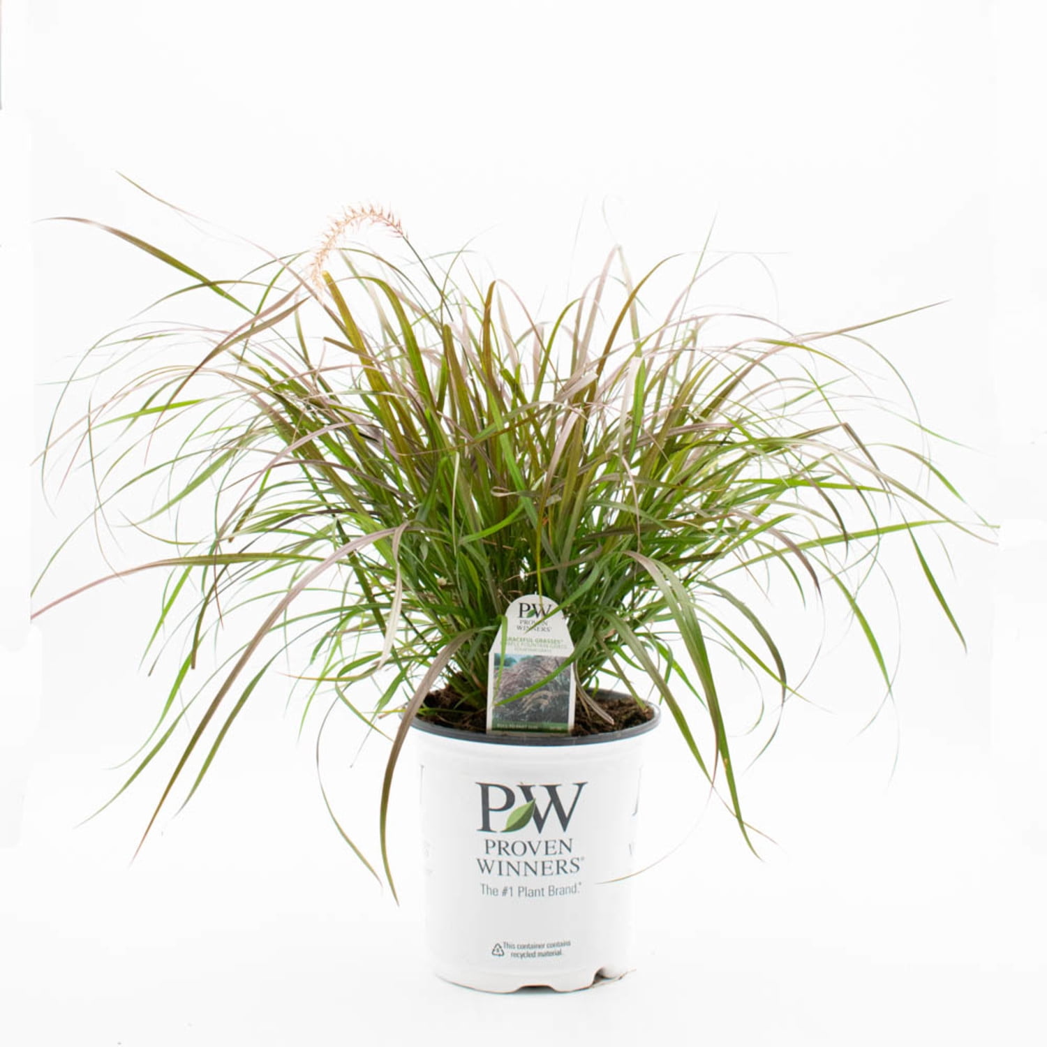 Proven Winners 8" Purple Graceful Grasses Purple Fountain Grass Purple Fountain Grass Live Plant in 6.5" Pot