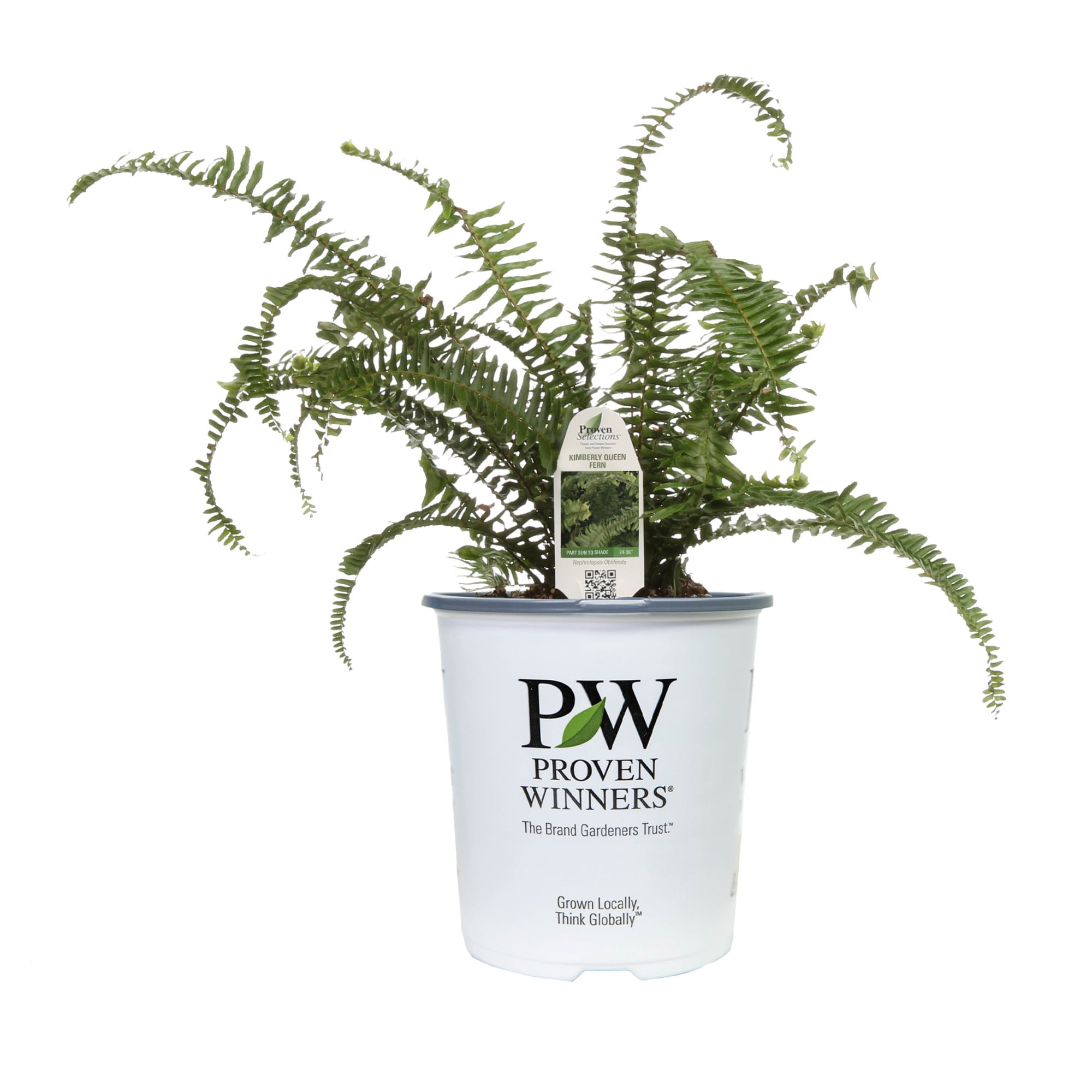 Proven Winners 8" 'Kimberley Queen' Australian Sword Fern Live Plant in 6.5" Pot