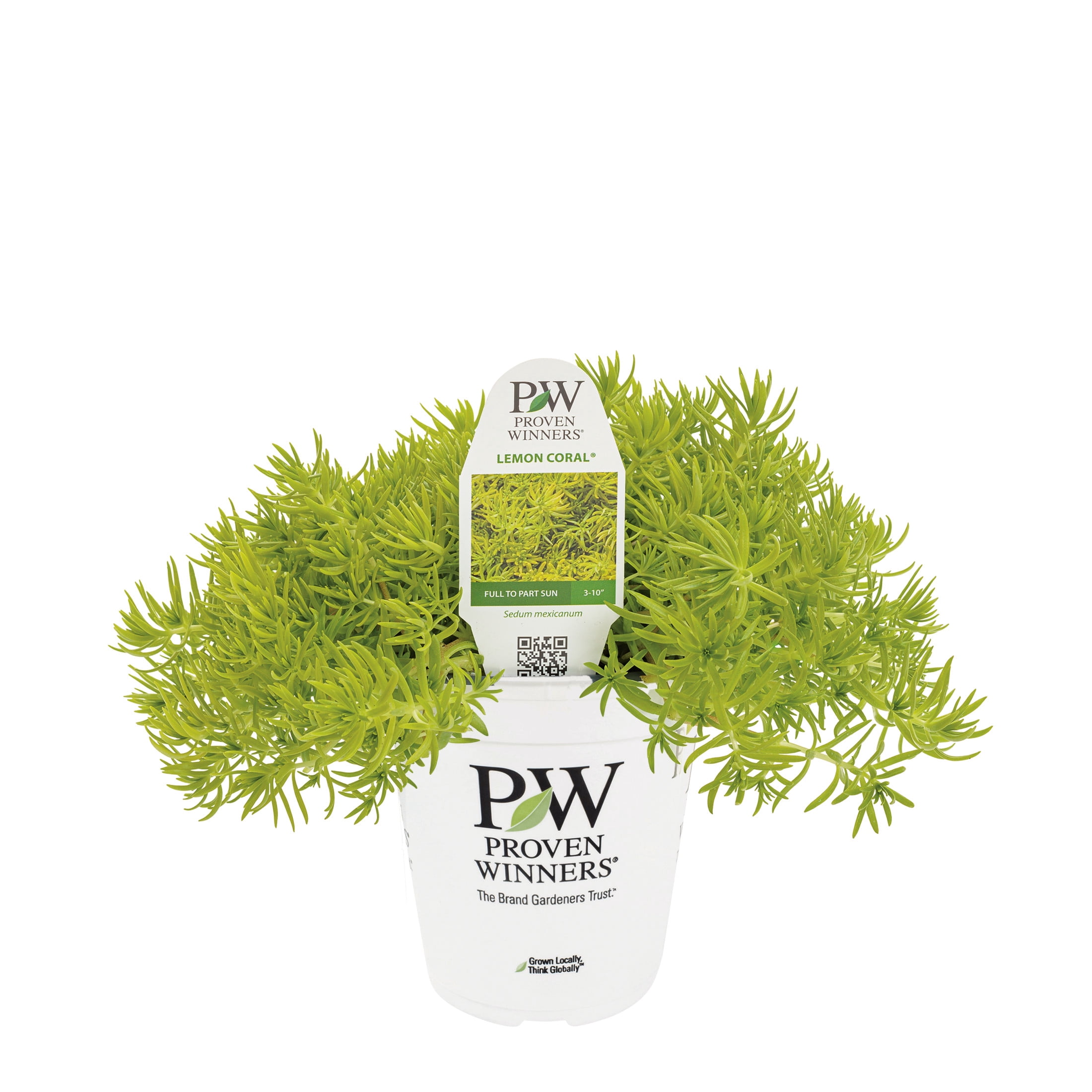 Proven Winners 8" Lemon Coral Stonecrop Live Plant in 6.5" Pot
