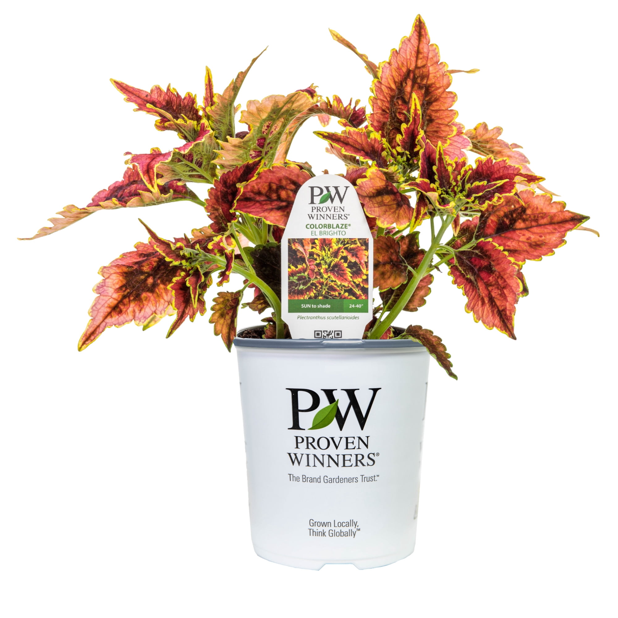 Proven Winners 8" Red ColorBlaze El Brighto Coleus Live Plant in 6.5" Pot