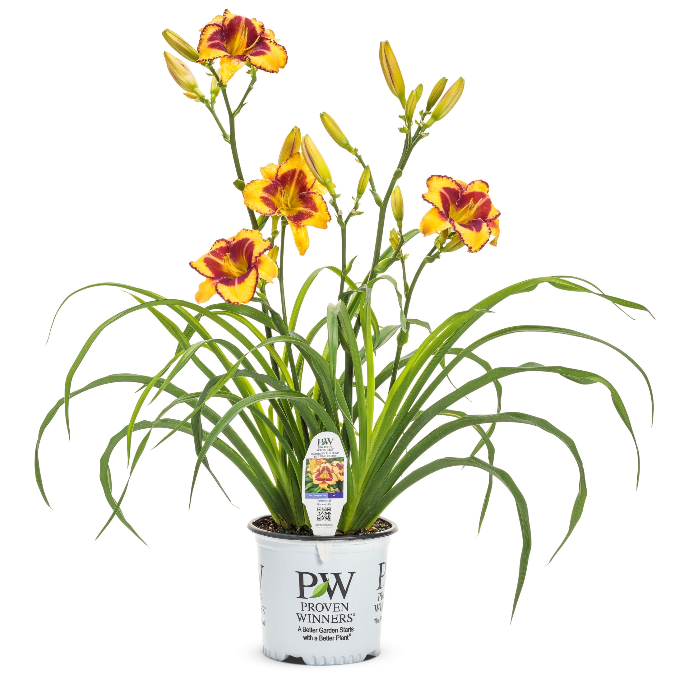 Proven Winners 6" Yellow Rainbow Rhythm 'Blazing Glory' Daylily Live Plant in 6.5" Pot