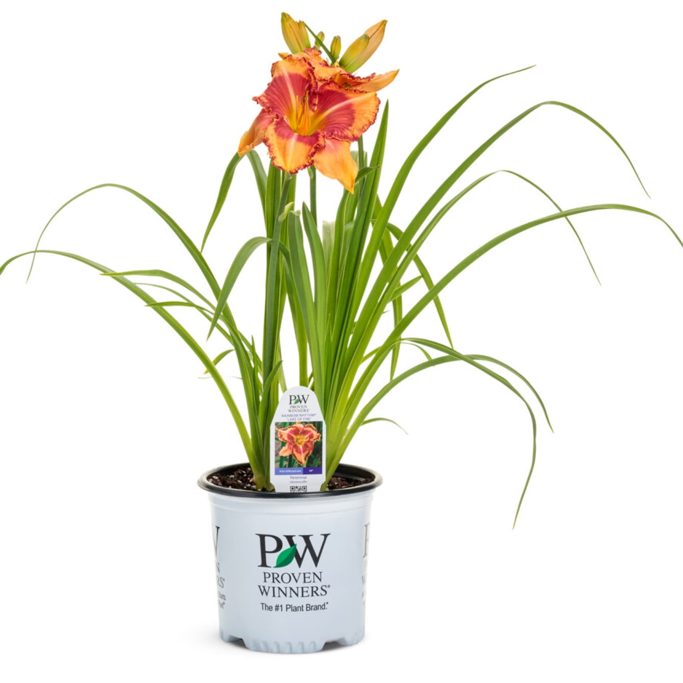 Proven Winners 10" Multicolor Rainbow Rhythm 'Lake of Fire' Daylily (Hemerocallis hybrid) Perennial Live Plant in 6.5" Pot