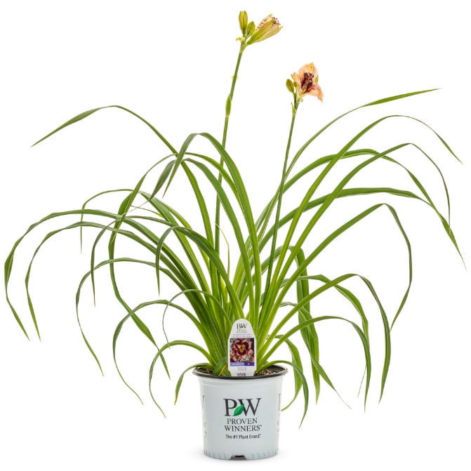 Proven Winners 10" Multicolor Rainbow Rhythm 'Sound of My Heart' Daylily (Hemerocallis hybrid) Perennial Live Plant in 6.5" Pot