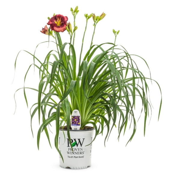 Proven Winners 6" Purple Rainbow Rhythm 'Storm Shelter' Daylily Live Plant in 6.5" Pot
