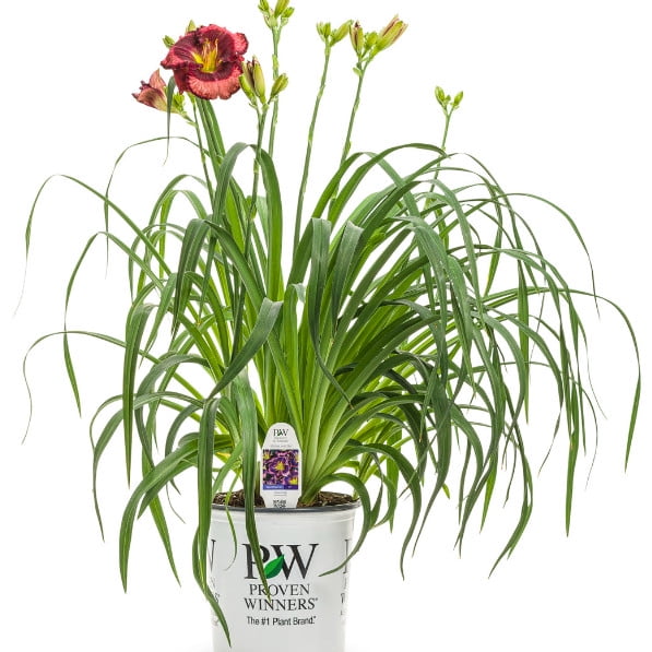 Proven Winners 10" Multicolor Rainbow Rhythm 'Storm Shelter' Daylily (Hemerocallis hybrid) Perennial Live Plant in 6.5" Pot