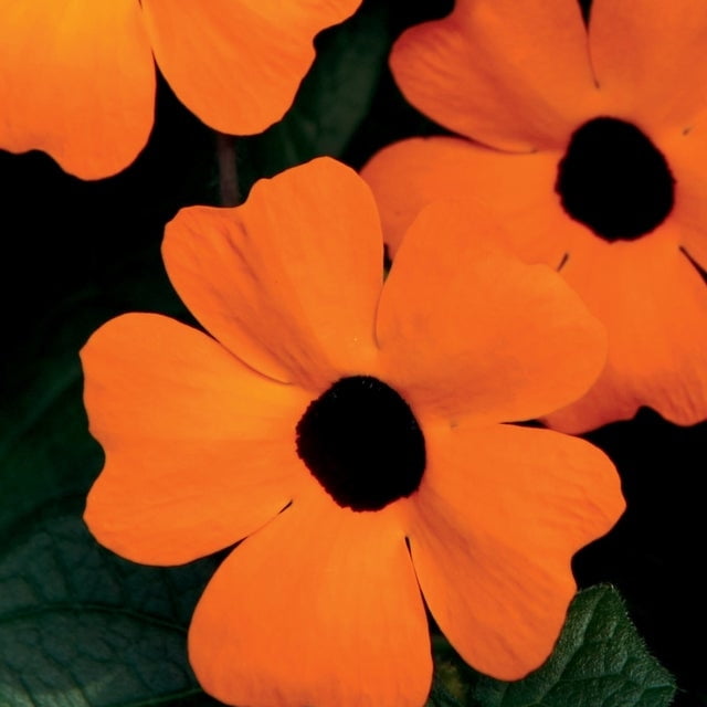 Proven Winners 10" Orange A-Peel Black-Eyed Susan Vine (Thunbergia alata) Annual Live Plant in 7" Pot