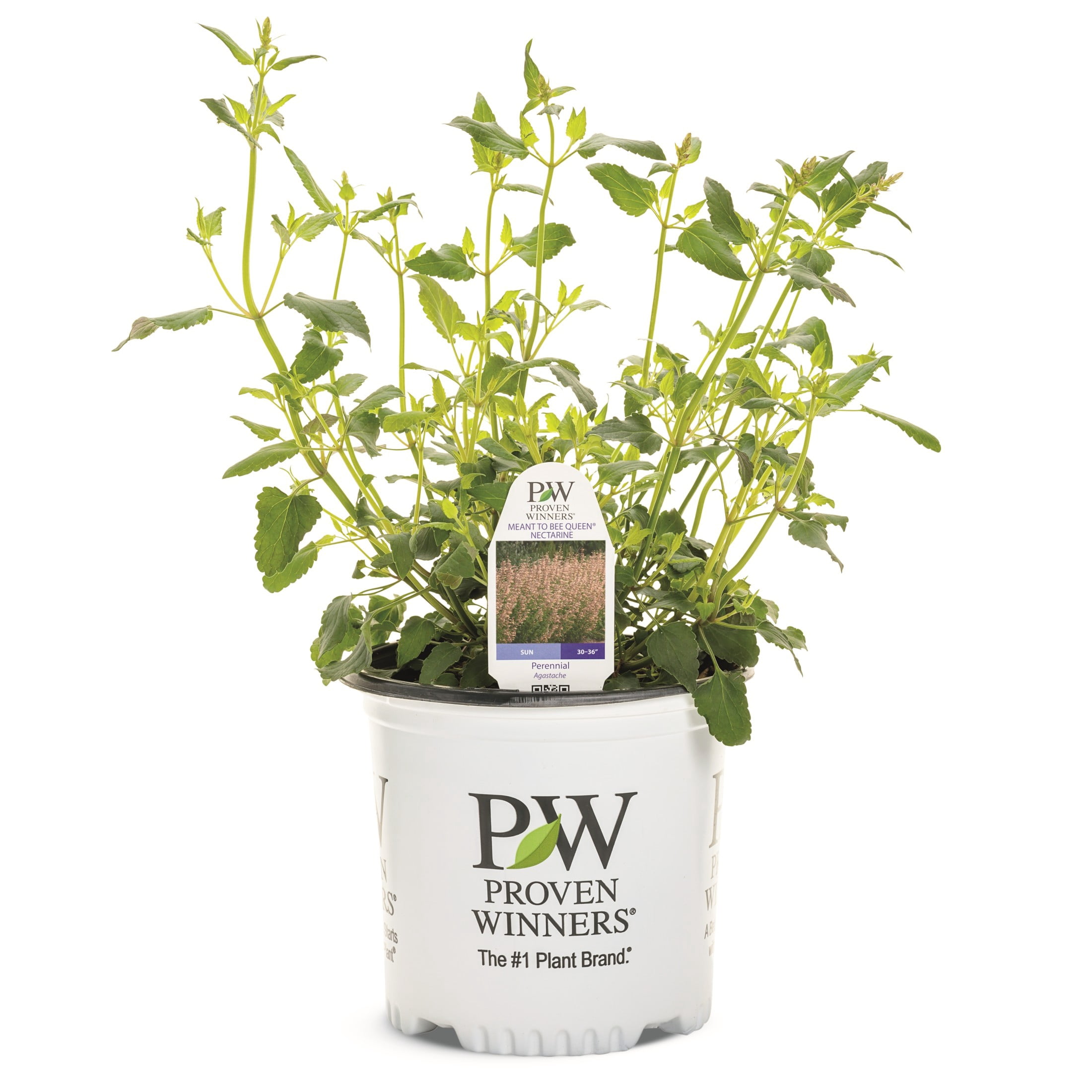 Proven Winners 6" Orange Meant to Bee 'Queen Nectarine' Anise Hyssop Live Plant in 6.5" Pot