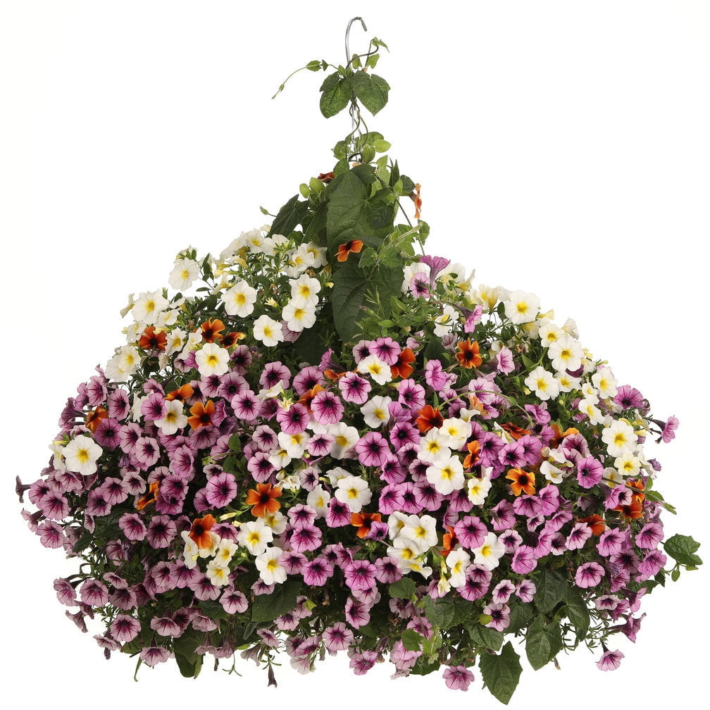 Proven Winners 10" Orange Tangerine Slice A-Peel Black-Eyed Susan Vine (Thunbergia alata) Annual Live Plant in 7" Pot