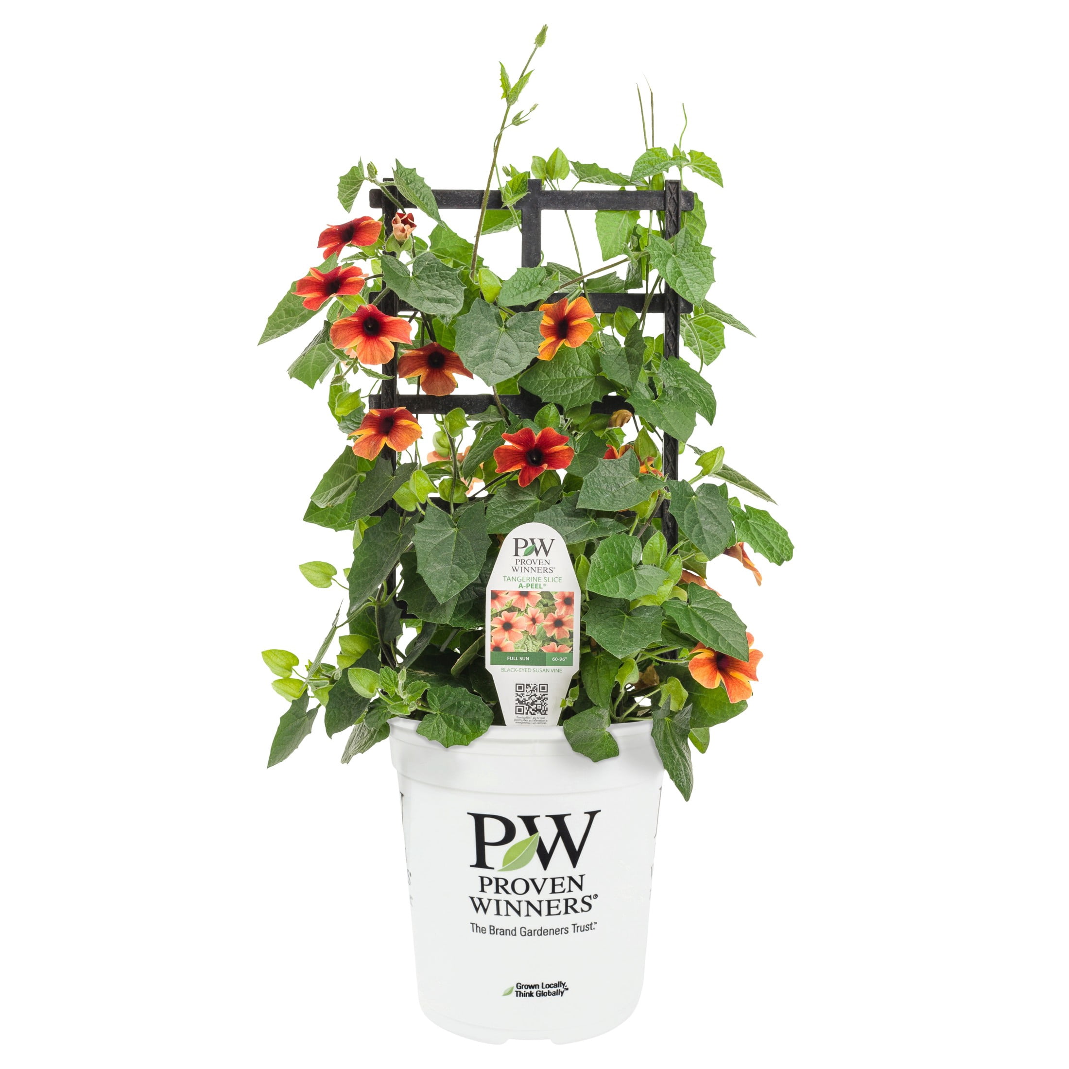 Proven Winners 8" Orange Tangerine Slice A-Peel Black-Eyed Susan Vine Live Plant in 6.5" Pot