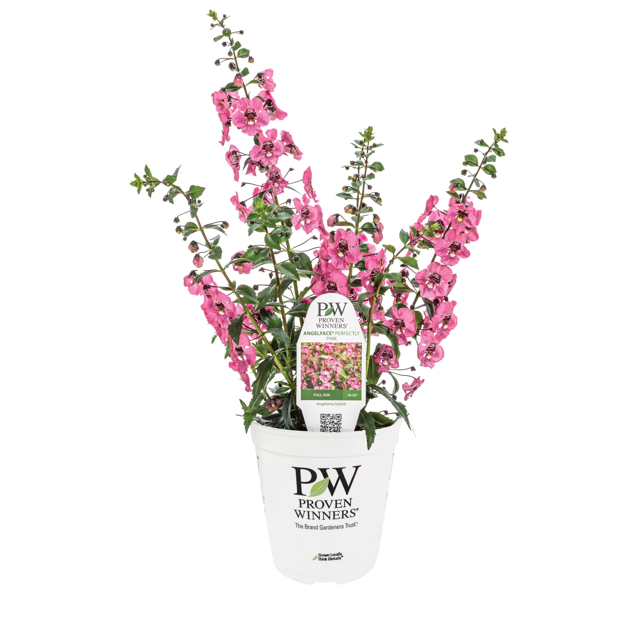Proven Winners 8" Angelface Perfectly Pink Summer Snapdragon Live Plant in 6.5" Pot