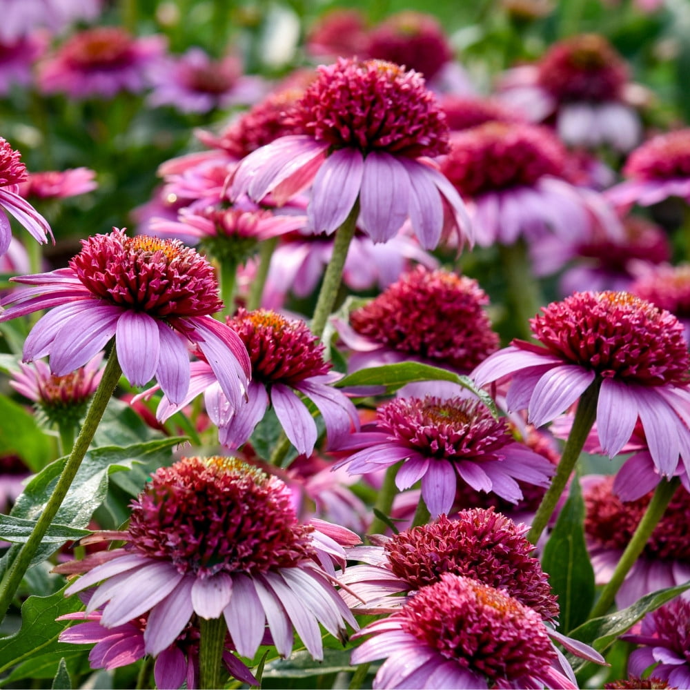 Proven Winners 10" Pink Double Coded 'Everything's Rosy' Coneflower (Echinacea hybrid) Perennial Live Plant in 6.5" Pot