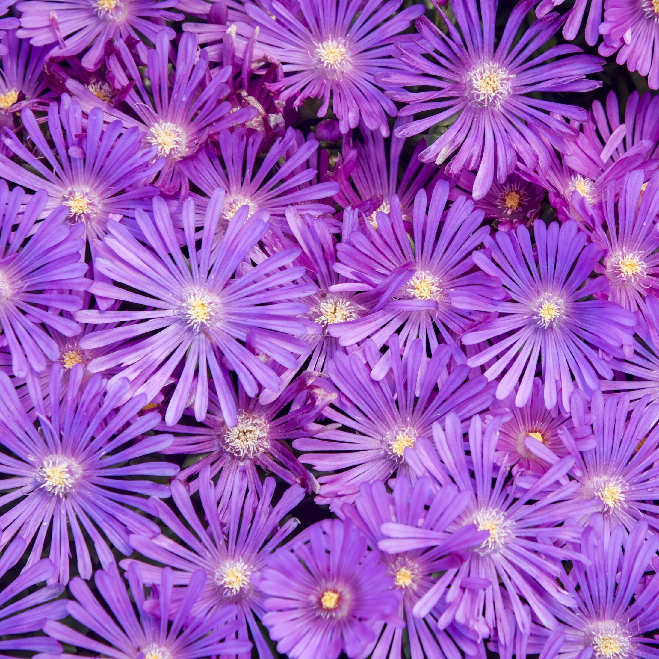 Proven Winners 6" Purple Kaleidoscope 'Orchid Flash' Hardy Ice Plant Live Plant in 6.5" Pot