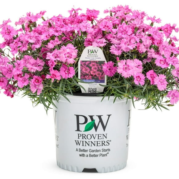 Proven Winners 10" Pink 'Paint the Town Fancy' Pinks (Dianthus hybrid) Perennial Live Plant in 6.5" Pot