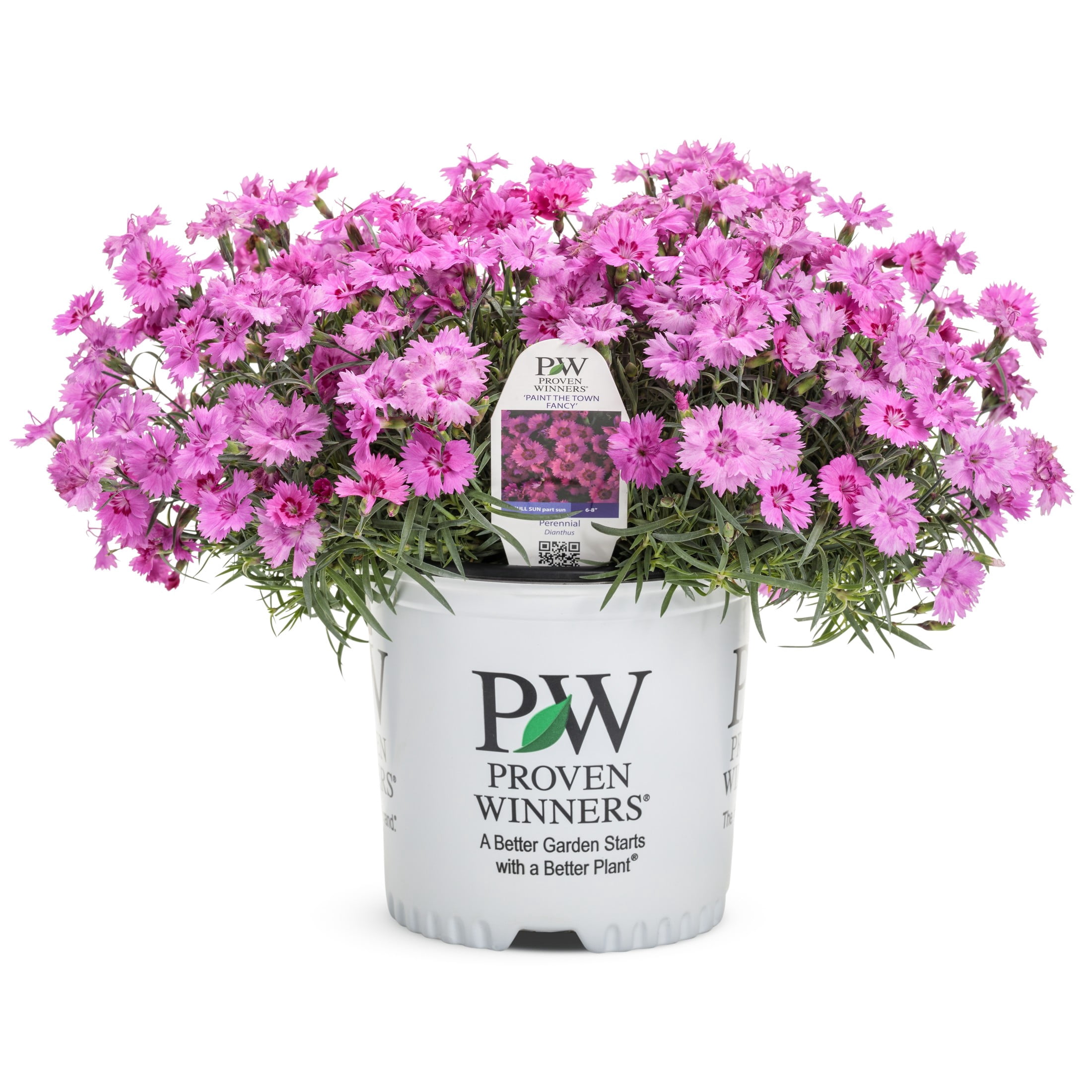 Proven Winners 6" Pink 'Paint the Town Fancy' Pinks Live Plant in 6.5" Pot