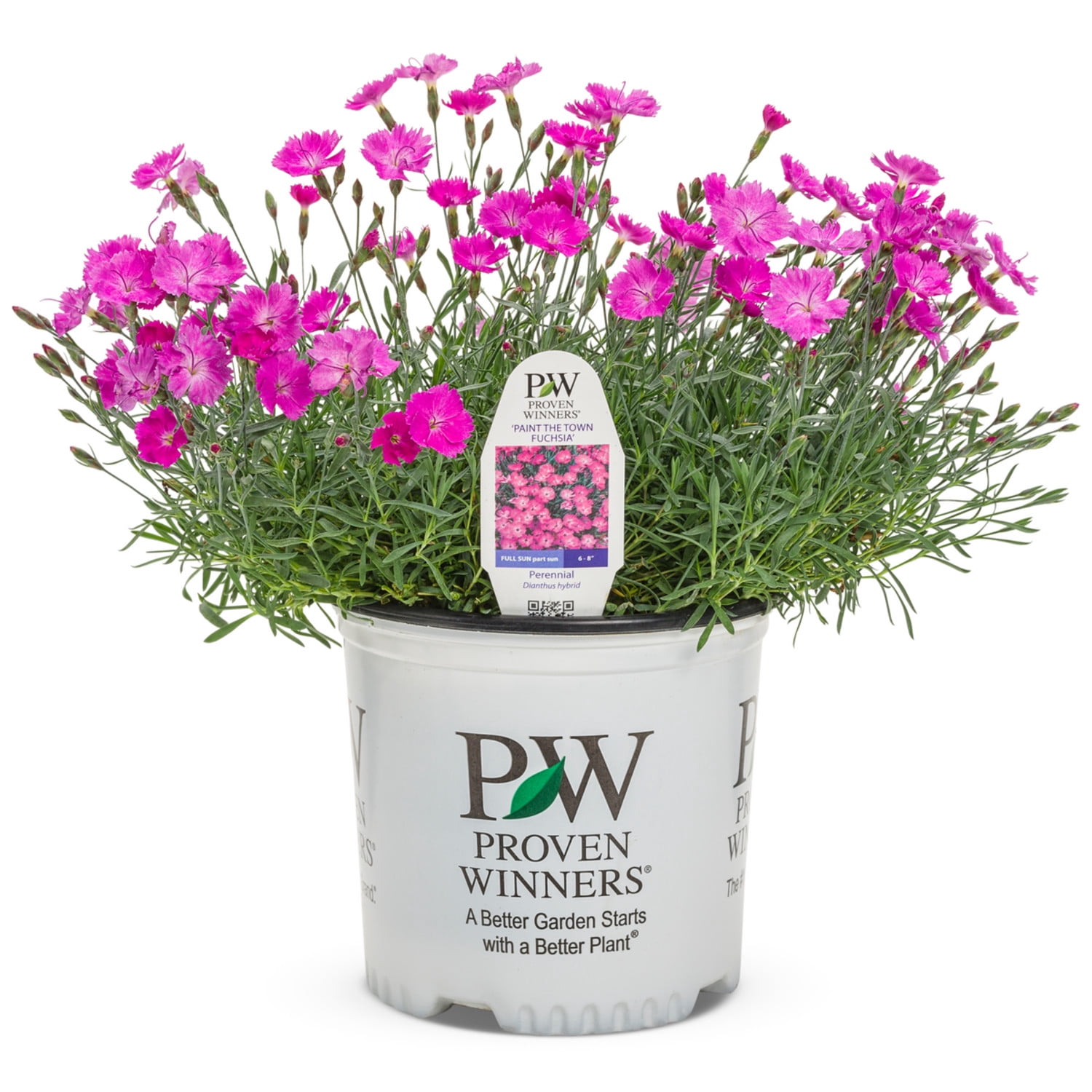 Proven Winners 6" Pink 'Paint the Town Fuchsia' Pinks Live Plant in 6.5" Pot