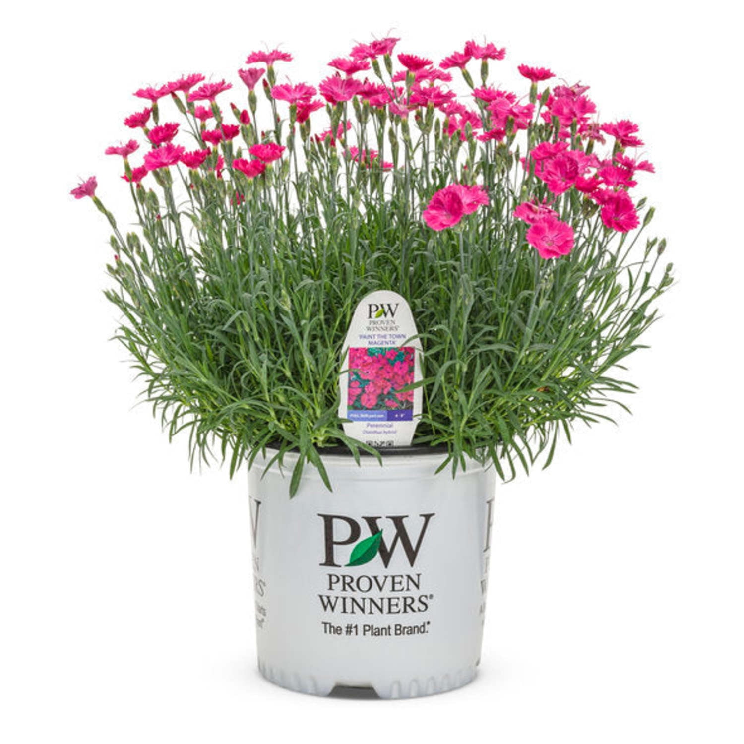 Proven Winners 6" Pink 'Paint the Town Magenta' Pinks Live Plant in 6.5" Pot