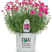 Proven Winners 10" Pink 'Paint the Town Magenta' Pinks (Dianthus hybrid) Perennial Live Plant in 6.5" Pot