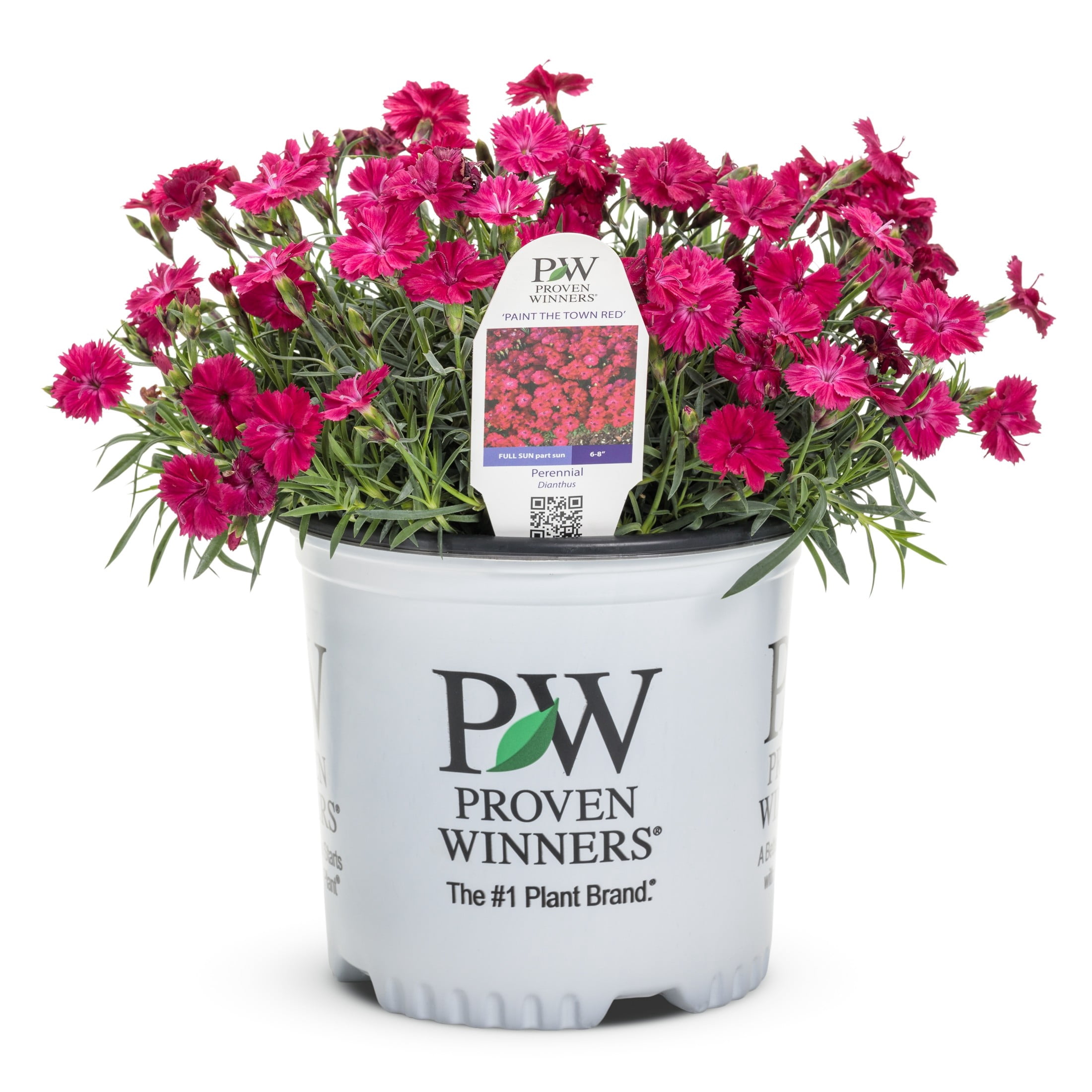Proven Winners 6" Pink 'Paint the Town Red' Pinks Live Plant in 6.5" Pot