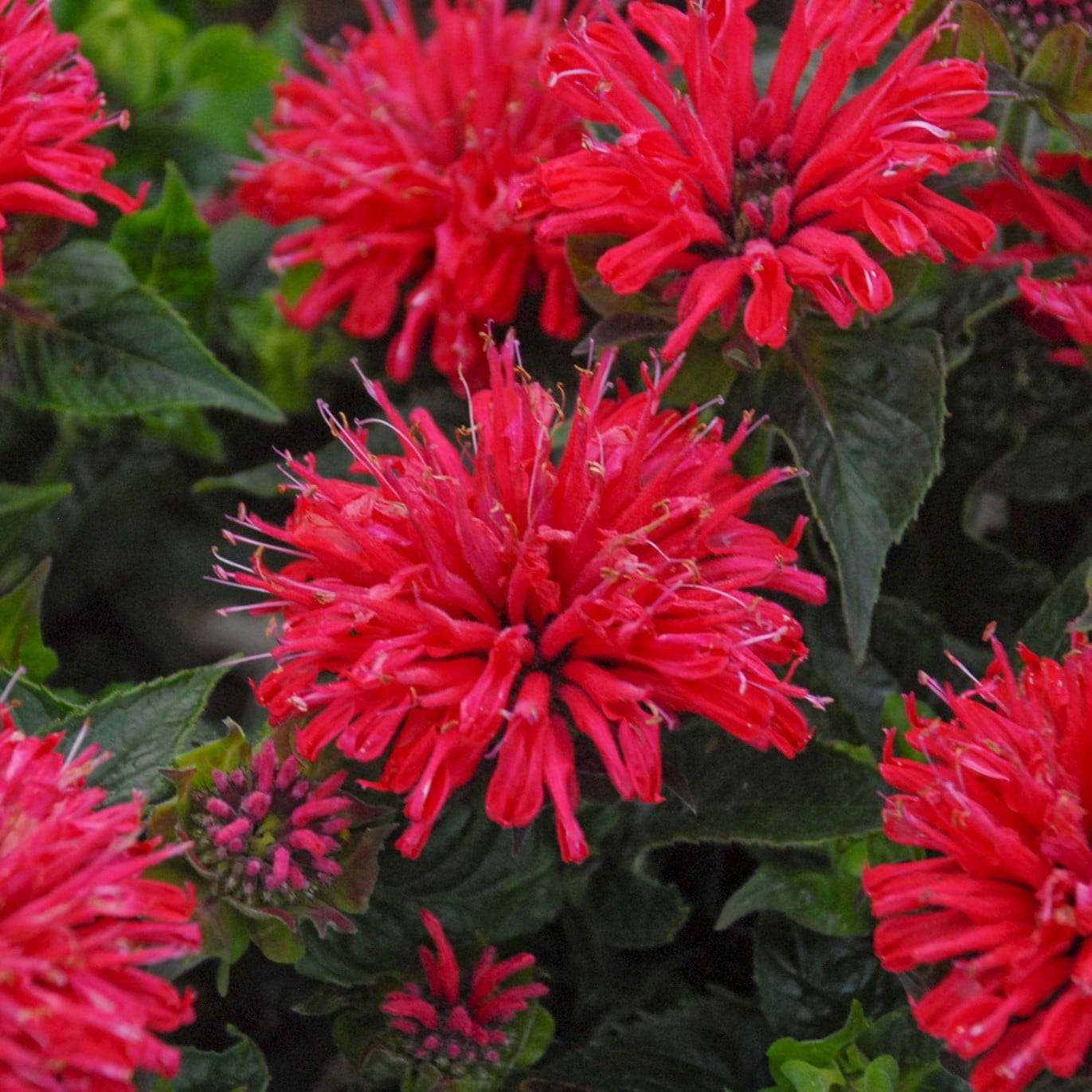 Proven Winners 10" Pink 'Pardon My Cerise' Bee Balm (Monarda didyma) Perennial Live Plant in 6.5" Pot