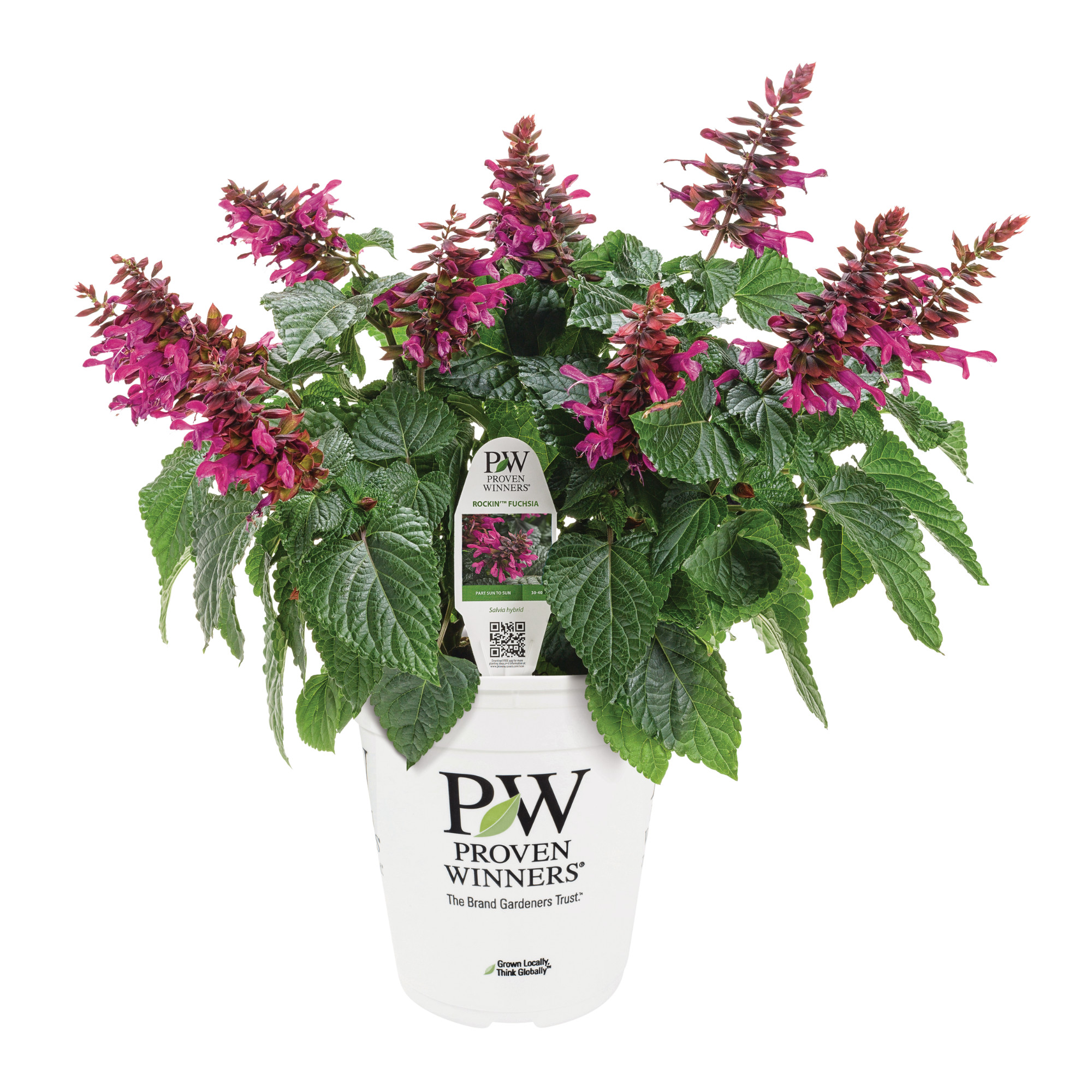 Proven Winners 8" Pink Rockin' Fuchsia Salvia Live Plant in 6.5" Pot