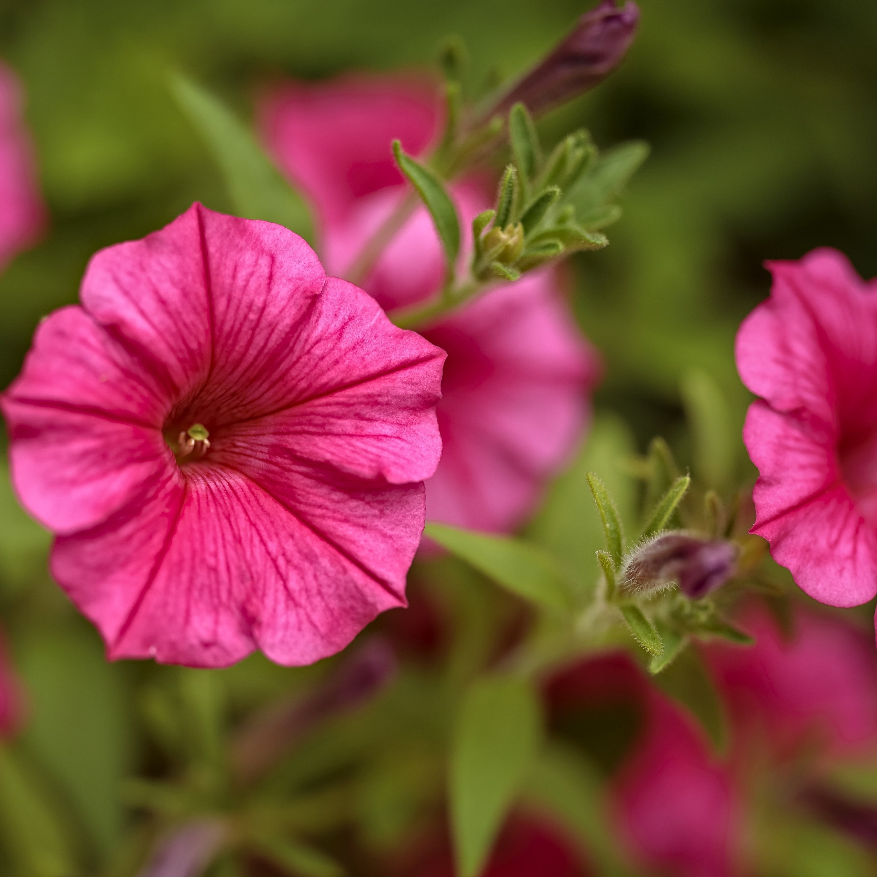 Proven Winners 10" Pink Supertunia Vista Paradise Petunia (Petunia hybrid) Annual Live Plant in 7" Pot