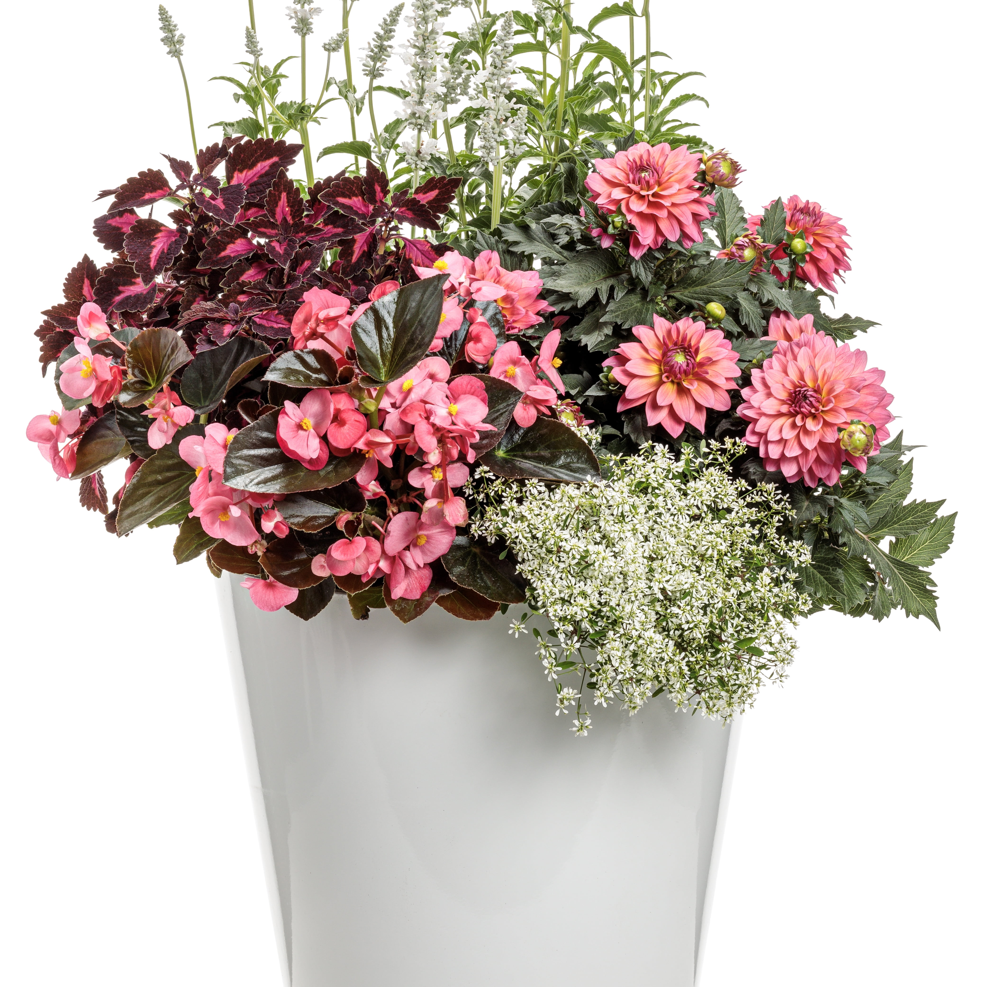 Proven Winners 10" Pink Virtuoso Pinkerific Dahlia (Dahlia variabilis) Annual Live Plant in 7" Pot