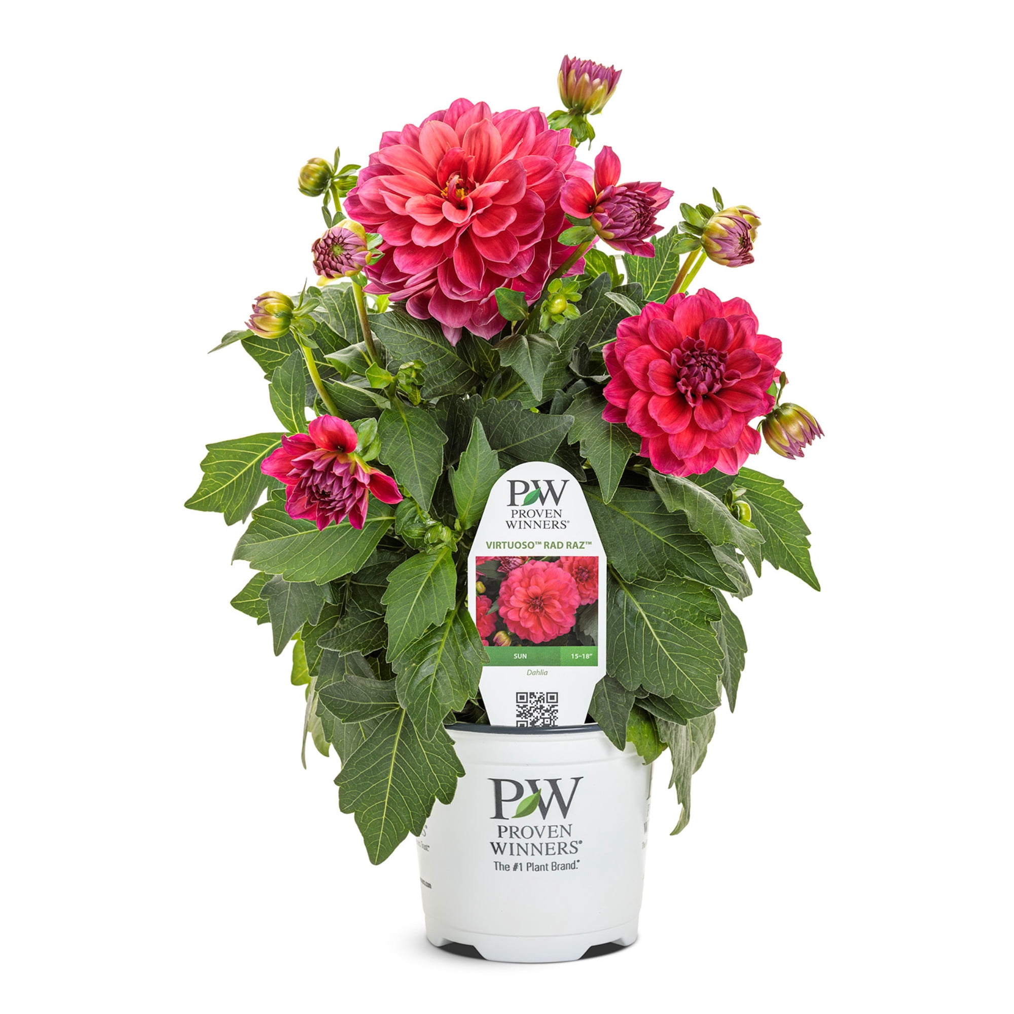 Proven Winners 8" Pink Virtuoso Rad Raz Dahlia Live Plant in 6.5" Pot