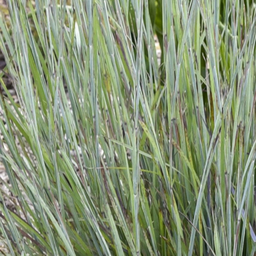 Proven Winners 10" Prairie Winds 'Brush Strokes' Little Bluestem (Schizachyrium scoparium) Perennial Live Plant in 6.5" Pot