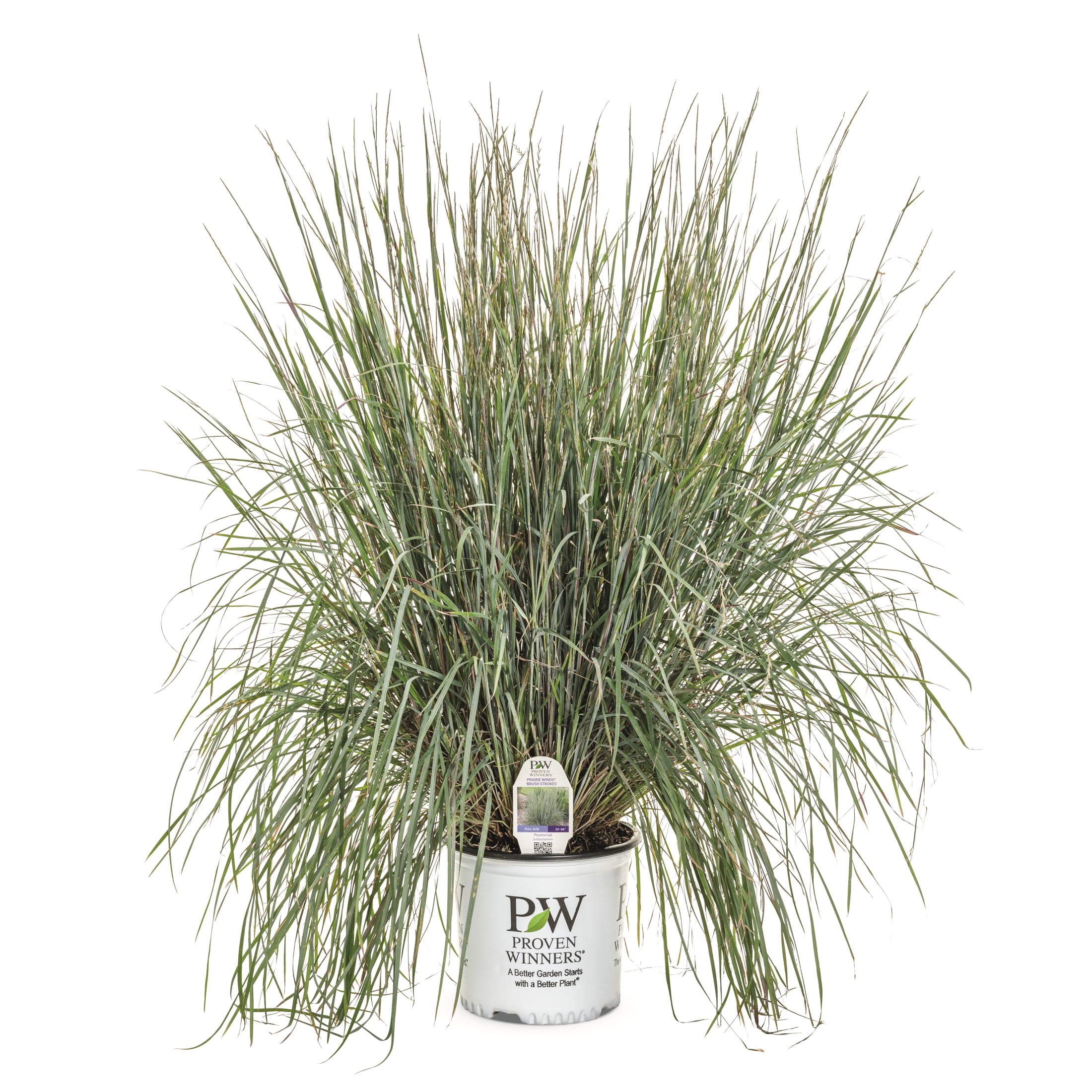 Proven Winners 6" Blue Prairie Winds 'Brush Strokes' Little Bluestem Live Plant in 6.5" Pot