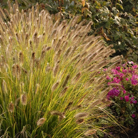 Proven Winners 6"  Prairie Winds 'Desert Plains' Fountain Grass Live Plant in 6.5" Pot
