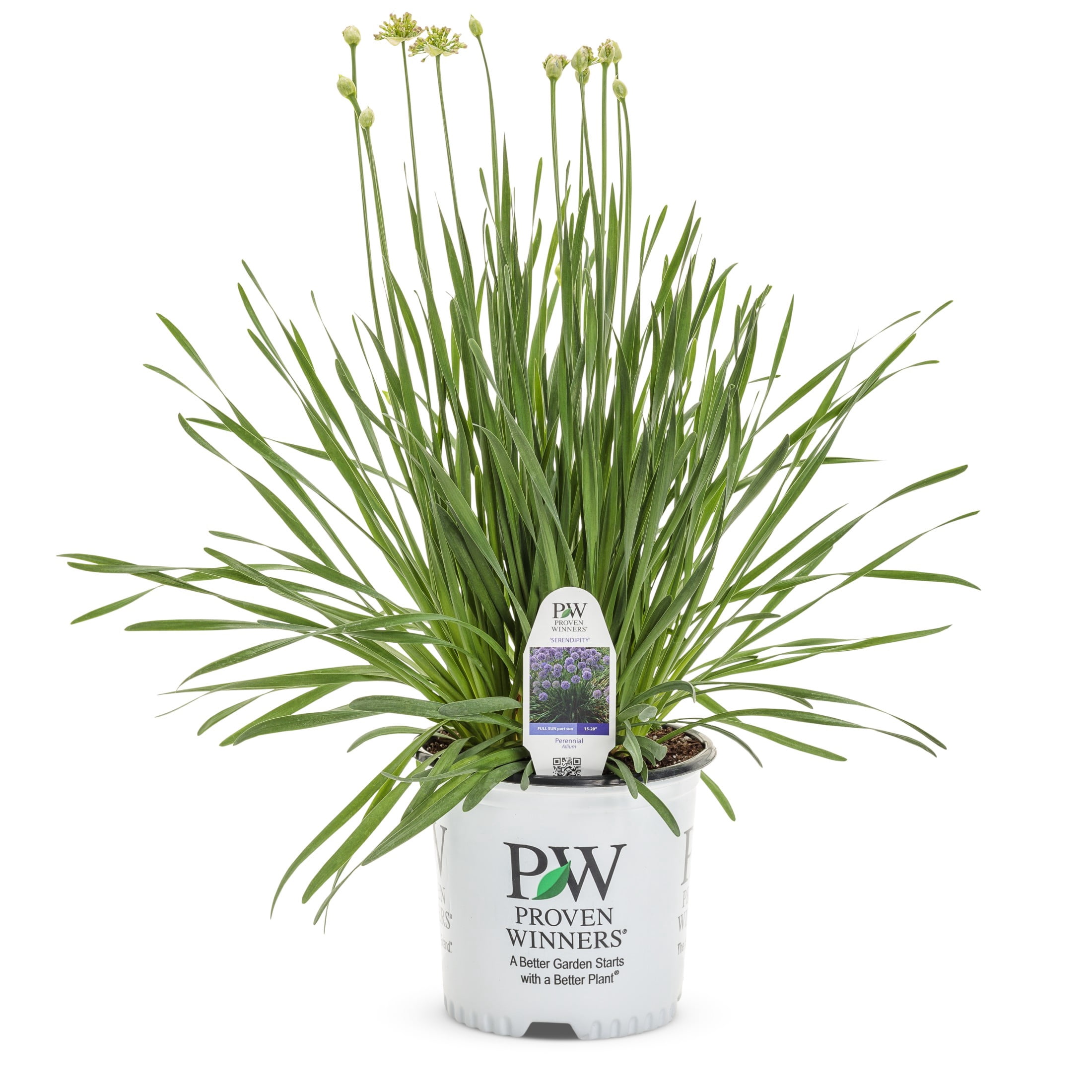 Proven Winners 6" Purple 'Serendipity' Ornamental Onion Live Plant in 6.5" Pot
